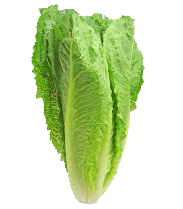lettuce-2468495_1280