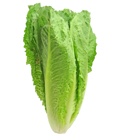 lettuce-2468495_1280
