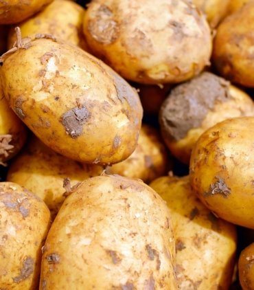 potatoes-2329648_1280